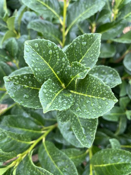 Prunus laurocerasus 'Genolia'®