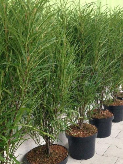 Rhamnus frangula 'Fine Line'