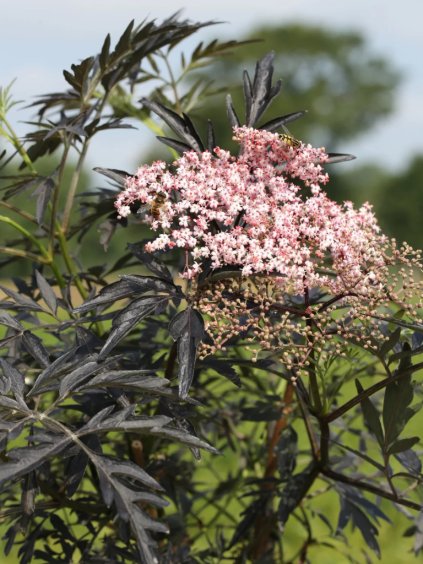 Sambucus nigra 'Black Lace'®
