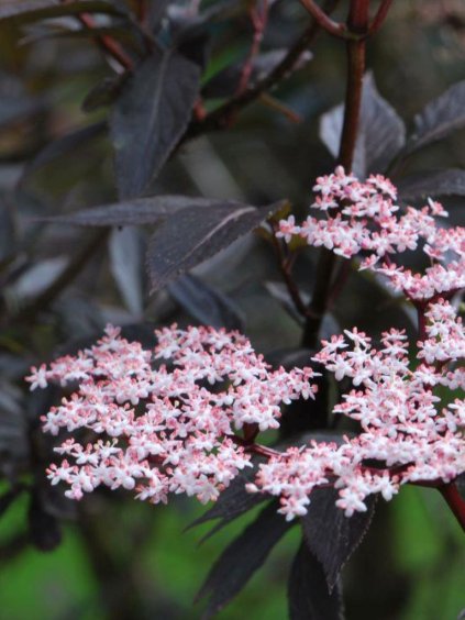 Sambucus nigra 'Black Tower'®