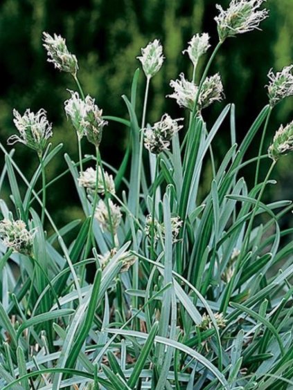 Sesleria caerulea