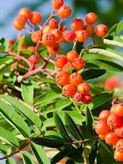 Sorbus auc. 'Moravský sladkoplodý'