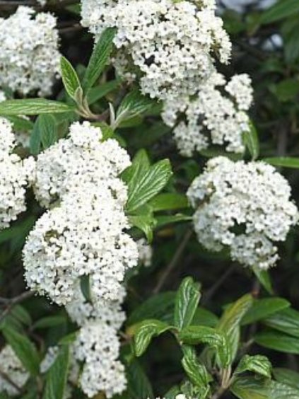 Viburnum 'Pragense'