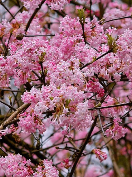 Viburnum bodnantense 'Dawn'
