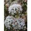 Viburnum burkwoodii 'Anne Russell'