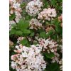 Viburnum carlcephalum