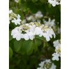 Viburnum plicatum 'Pinkimono'