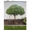 Pinus 'Brepo'®