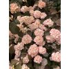 Viburnum plicatum 'Pink Sensation'