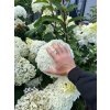Hydrangea arborescens 'Annabelle'