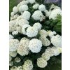 Hydrangea arborescens 'Annabelle'