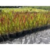 Imperata cylindrica 'Red Baron'