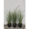 Miscanthus sinensis 'Gracillimus'
