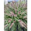 Pennisetum alopecuroides 'Red Head'