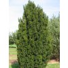 Taxus baccata 'Fastigiata Robusta'