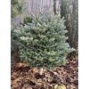 Abies koreana 'Ice Breaker'®
