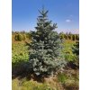 Abies lasiocarpa 'Compacta'