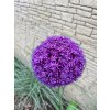 Allium 'Ambassador'