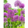 Allium aflatunense 'Purple Sensation'