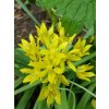 Allium moly