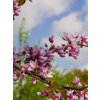 Cercis canadensis