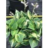 Hosta 'Lakeside Cupcake'