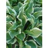Hosta 'Regal Splendor'