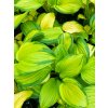 Hosta 'Stained Glass'