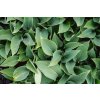 Hosta tardiana 'Halcyon'