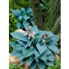 Hosta tardiana 'Halcyon'