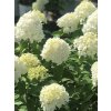 Hydrangea paniculata 'Bobo'®
