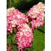 Hydrangea paniculata 'Fraise Melba'®