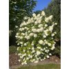 Hydrangea paniculata 'Limelight'®