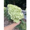 Hydrangea paniculata 'Limelight'®
