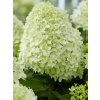 Hydrangea paniculata 'Little Spooky'