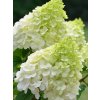Hydrangea paniculata 'Polar Bear'®