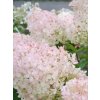 Hydrangea paniculata 'Silver Dollar'