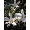 Magnolia kobus