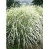 Miscanthus sinensis 'Variegatus'