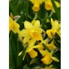 Narcissus cyclamenius 'Tete a Tete'