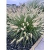 Pennisetum alopecuroides 'Hameln'