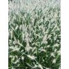 Pennisetum alopecuroides 'Little Bunny'