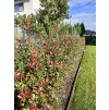 Photinia fraseri 'Carré Rouge'