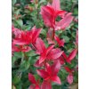 Photinia fraseri 'Carré Rouge'