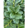 Prunus laurocerasus 'Genolia'®