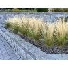 Stipa tenuissima 'Pony Tails'