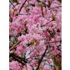 Viburnum bodnantense 'Dawn'