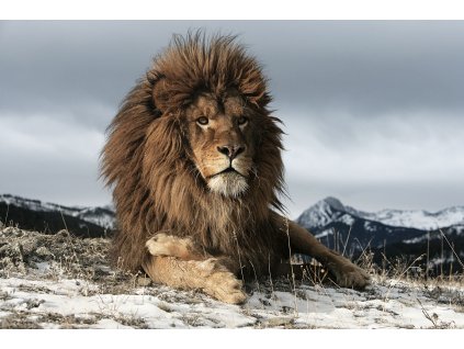 lion