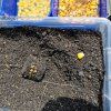 FEEDER MIX foto 2024 006