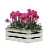 152967 2 truhlik tina flower 2 wt bila